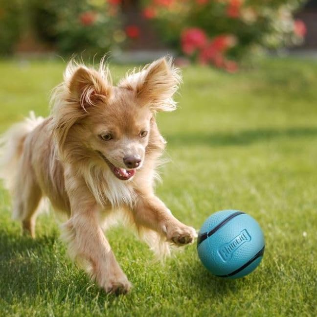 Chuckit! Sniff Ball Dog Toy