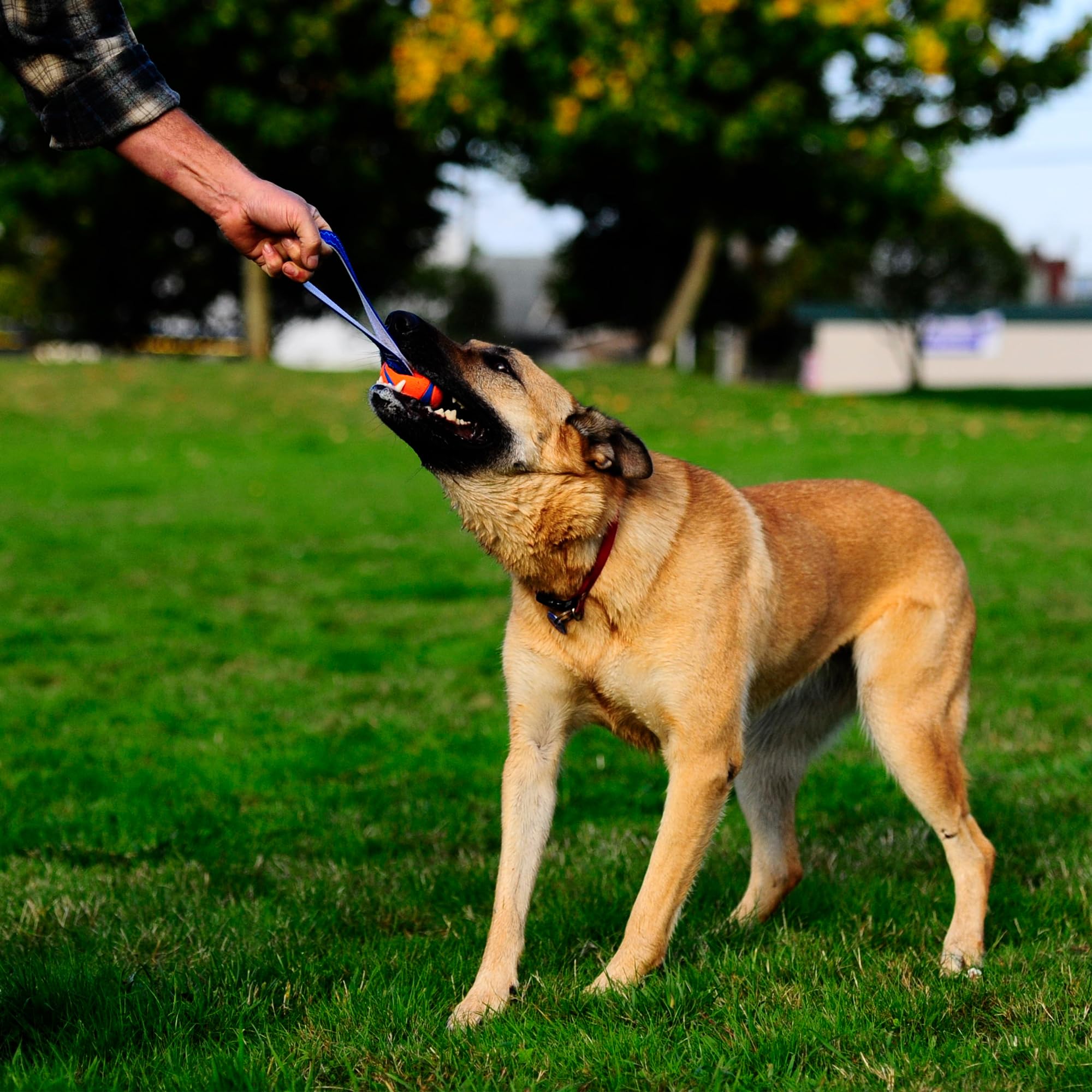 Chuckit! Ultra Tug Dog Toy