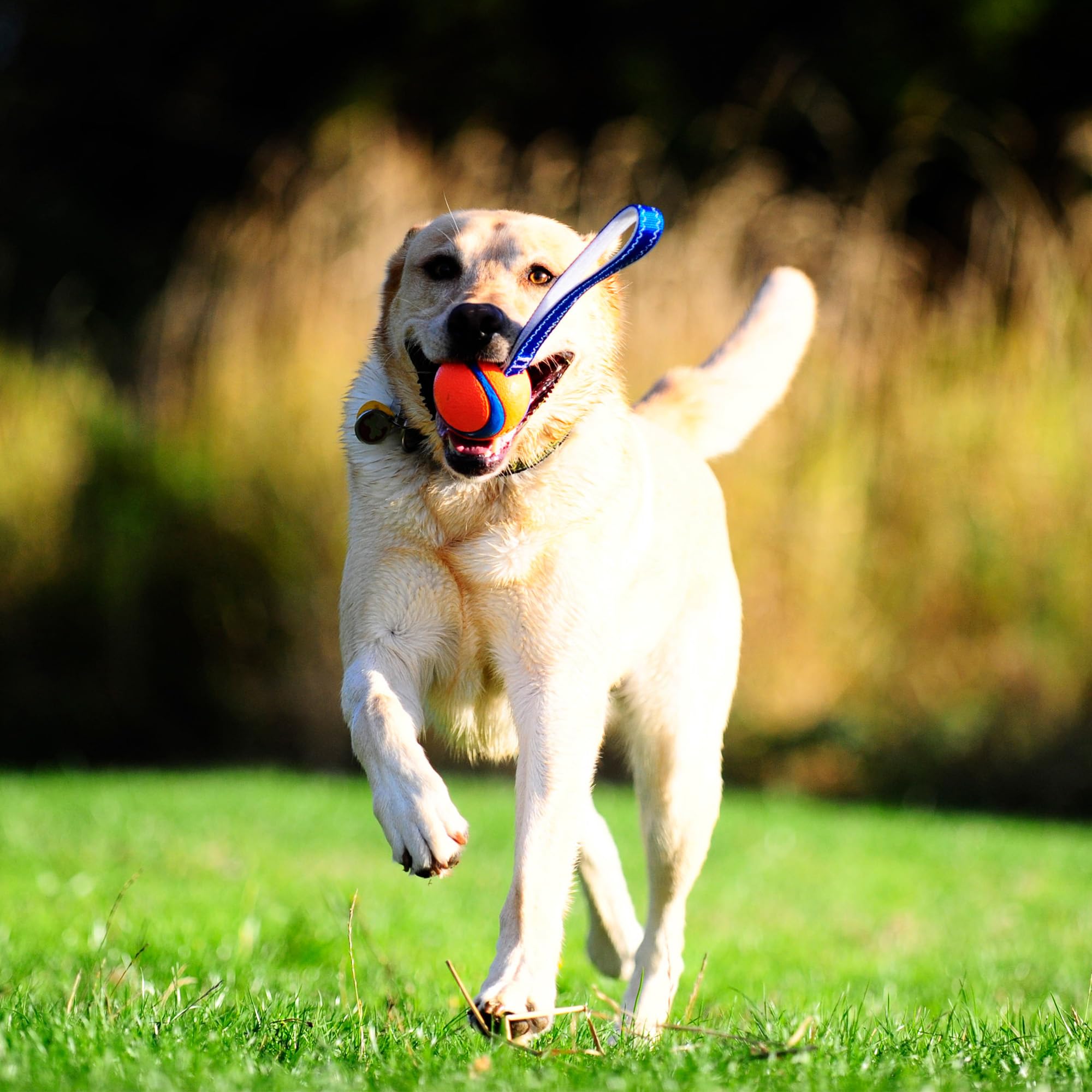 Chuckit! Ultra Tug Dog Toy