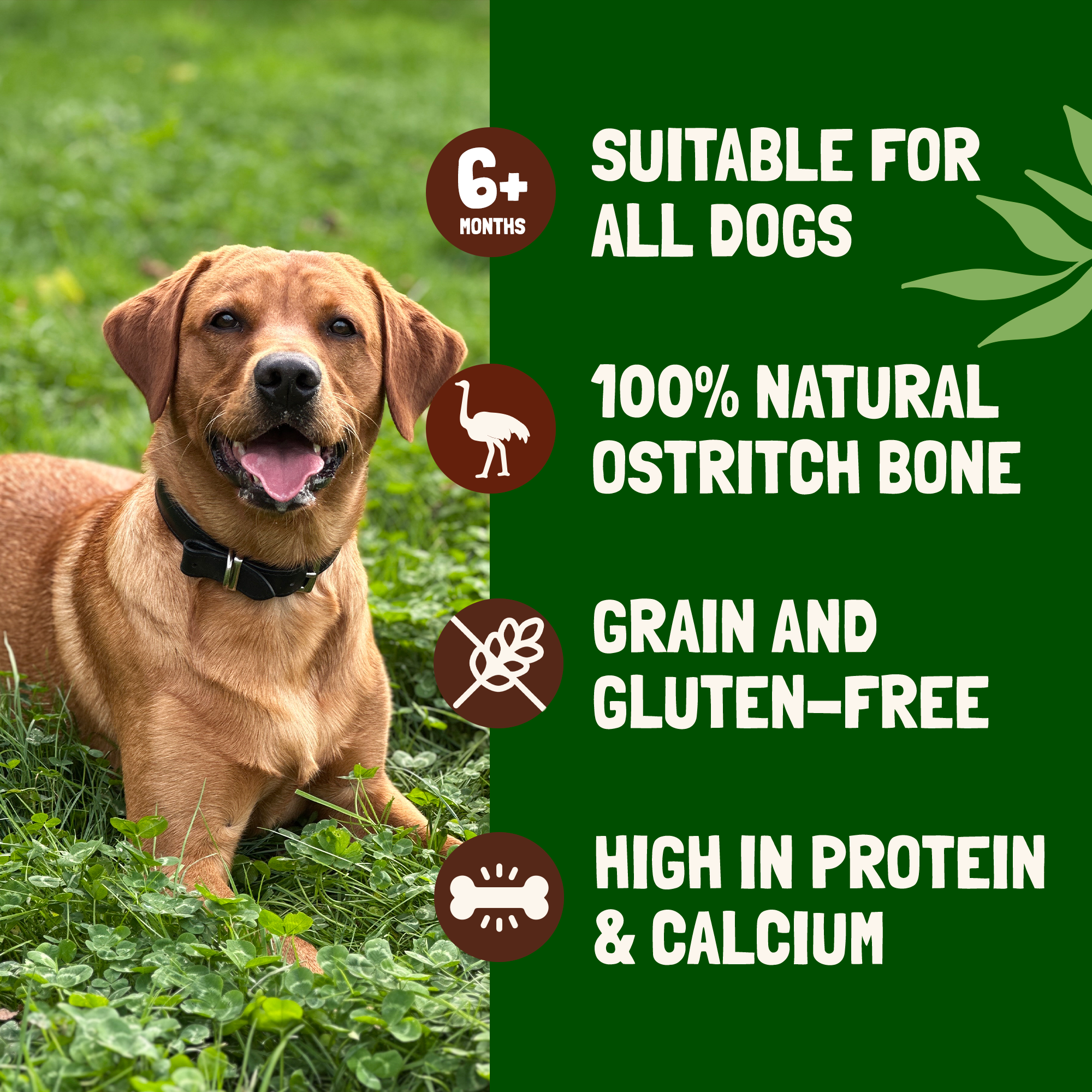 Koala Pets Jumbo Ostrich Bones for Dogs