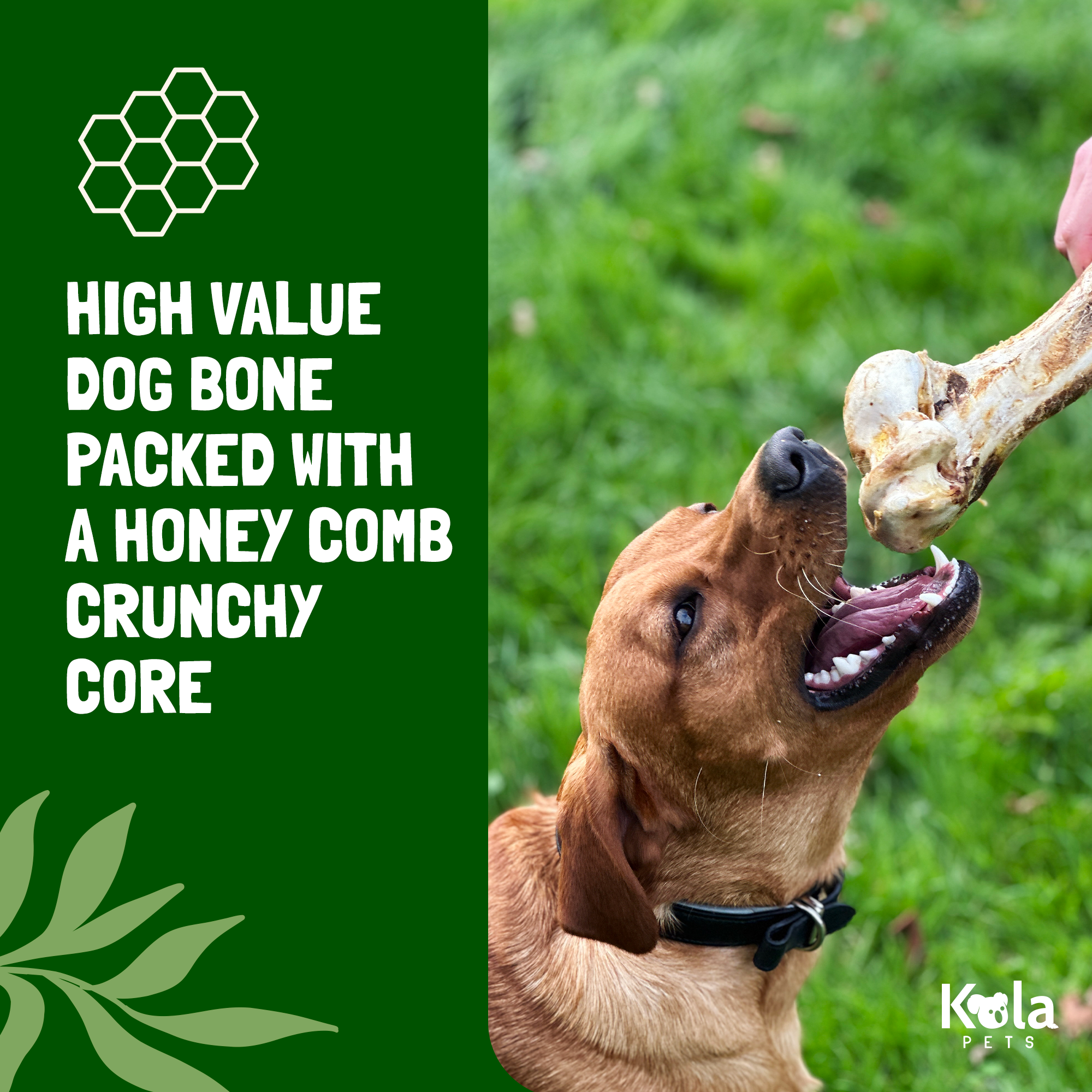 Koala Pets Jumbo Ostrich Bones for Dogs